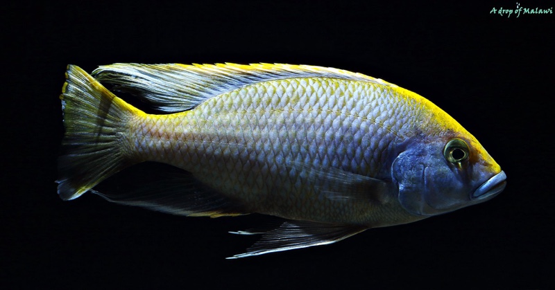 Nimbochromis venustus
